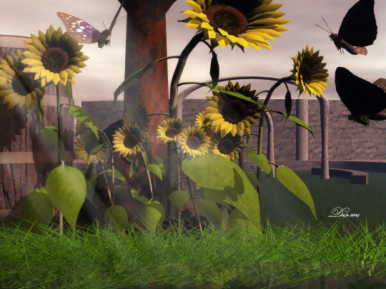 Sunflowers