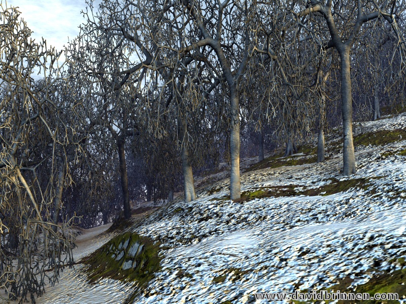 Winter Woodlands