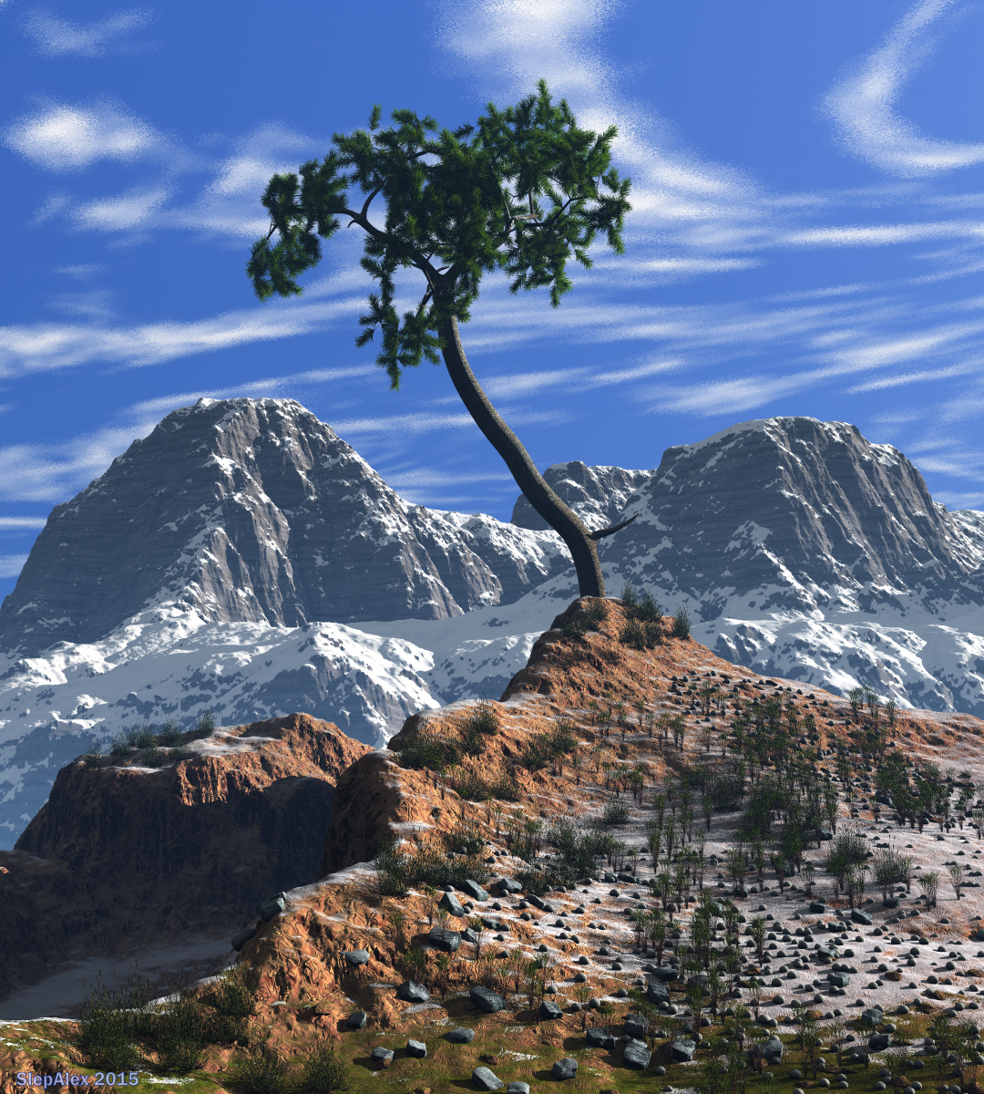 Lonely Pine