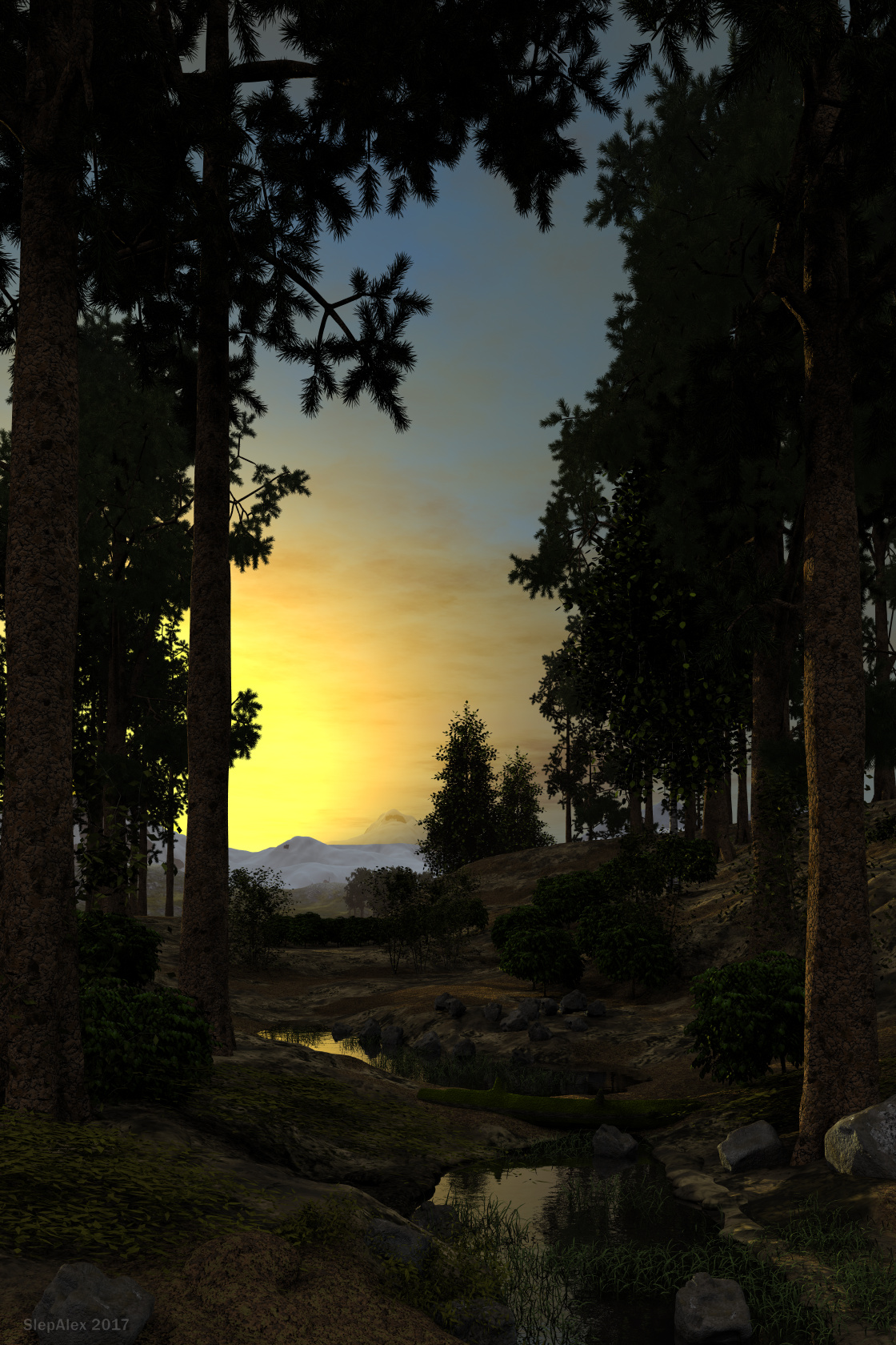 Sunset in a pine forest