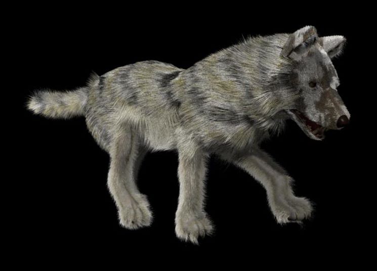 Wolf test