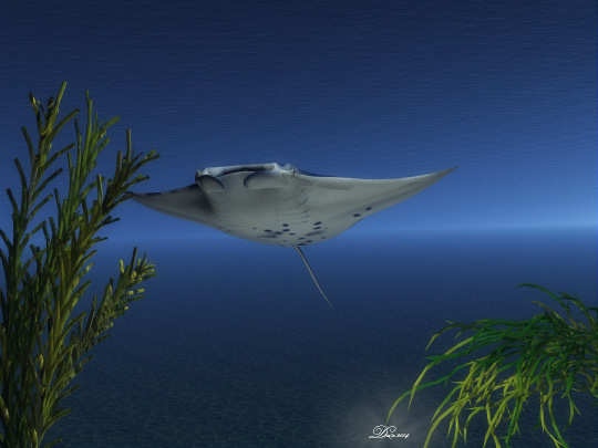 Manta Ray