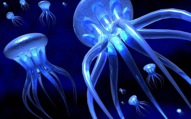 Jellyfish