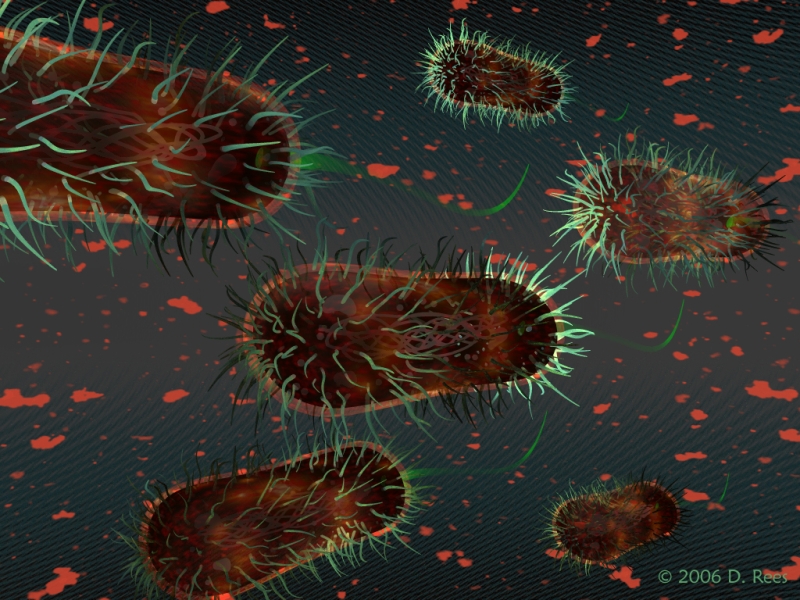 E-coli