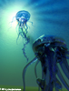 yellyfish my best marin animal : )