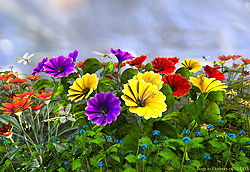 Bugs in Flowers