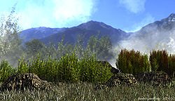 Bushes and Fog