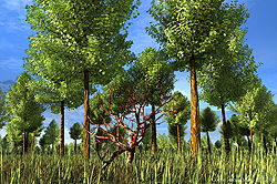 Copse above Vale