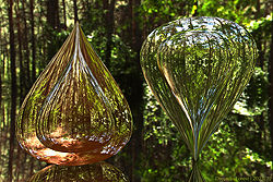Drops in Forest