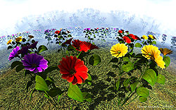 Flower Mounds