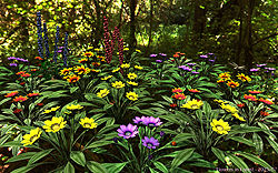 Flowers in Forest
