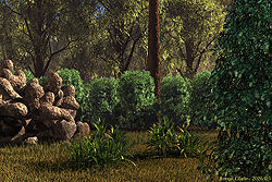 Forest Glade
