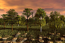 Grove at Evening