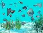 My Aquarium