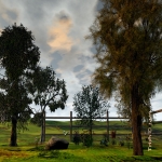 Peacefulness