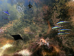 Reef