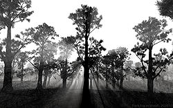 Thick Fog in Wood