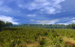 Golden Field (v1)