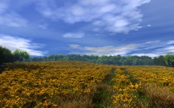 Golden field (v 2)