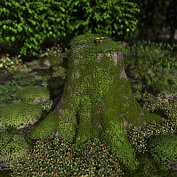 Stump covered with moss