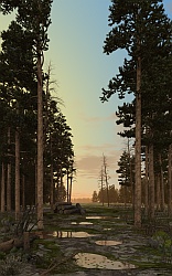 Evening in the pine forest