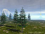 Firtrees