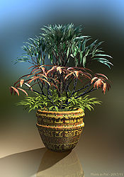Plants in Pot