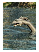 Sea Dragon