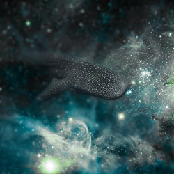 Carina whaleshark nebula