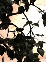 Evening Sun
